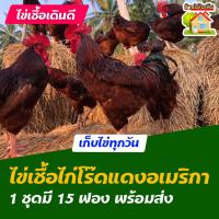 ราคา ไข่เชื้อไก่โร๊ดไอส์แลนด์เรด อเมริกา สำหรับการฟัก 15 ฟอง (7859883823)