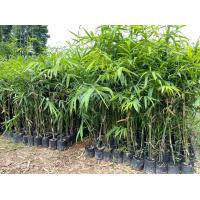 ราคา ไผ่ซางหม่น ชุด10 ต้น ของแท้ต้นฉบับ ไผ่ซางหม่น (17523318313)