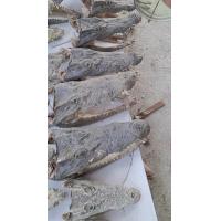 ราคา หัวจระเข้ สต๊าฟ สำหรับการศึกษาเรียนรูู้ จากฟาร์มจระเข้ ลำพูน (18506799197)