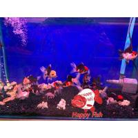 ราคา อาหารสำหรับปลา ปลาทองฮอลันดา 3สี แพนด้า ไซร้2 มีประกันสินค้า อาหารเสริมสร้างสุขภาพปลา (24505133019)