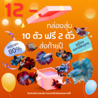 ราคา ปลากัดสวยงาม ซื้อ 10 แถม 2 โปรส่งท้ายปี ได้ลุ้นปลาเกรดสวยงาม สั่งเลย ปลากัดแฟนซี ปลากัดคราวเทล ปลากัดฮาฟมูน (24502285291)