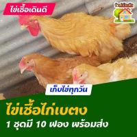 ราคา ไข่เชื้อไก่เบตง สำหรับการฟัก 10 ฟอง (7760146663)