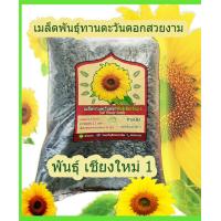 ราคา เมล็ดพันธุ์ดอกทานตะวันดอกใหญ่ ต้นสูง ปลูกดอกสวยงาม สายพันธุ์เชียงใหม่1 ถุง 1 กิโลกรัม (4690156331)