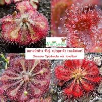 ราคา ต้นหยาดน้ำค้าง Drosera Spatulata var lovellae พันธุ์ สปาตูลาต้า เวอเลิฟแลร์ ส่งทั้งกระถาง 3 นิ้ว พืชดักจับแมลง น้ำหยาดเยื้ม สวยงาม ชอบความชื้นมาก (17404564911)