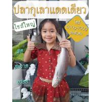 ราคา ปลากุเลาแดดเดียว สูตรเค็มน้อย น้ำหนักไซส์ 500 700g ต่อตัว สด สะอาด เค็มกำลังดี รสชาติอร่อย (23414983262)