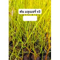 ราคา 1ต้น ต้น ต้นบลูเบอรี่ ต้นบลูเบอร์รี่ บลูเบอรี่ พันธุ์ v3 วีสาม Blueberry บิวตี้หมายเลข 1 saranrak (21410943417)