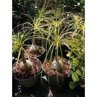 ราคา ต้นแส้ม้า Nolina recurvata ส่งพร้อมกระถาง8นิ้ว หัวโต คัดหัวสวยๆ ความสูง 30 50cmชื่ออื่นๆ ต้นหัวโต แซ่ หางม้า ต้นกำเนิด ทวีปอเมริกากลาง แถวเม็กซิโก และรัฐแท็กซัส ในสหรัสอเมริกาแซ่ม้าหัวโต หรือ หัวโตแซ่