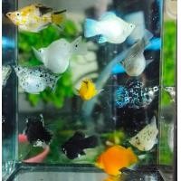 ราคา อาหารปลาบอลลูน ปลาบอลลูนรวมสี (24738724541)