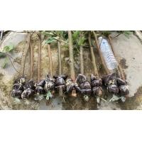 ราคา ฟรีค่าส่ง กิ่งตอนมะเดื่ออุทุมพร สำหรับเสียบยอดมะเดื่อฝรั่ง ชุด 12 กิ่ง แถม 1 กิ่ง ตอใหญ่ (24712246080)