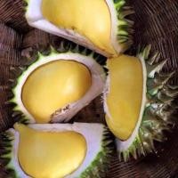 ราคา 1 ต้น ทุเรียน เสียบยอด ขนาดลำต้นสูง 70 100 ซม สายพันธุ์ นกกระจิบ (24531322457)