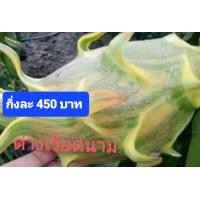 ราคา แก้วมังกรพันธุ์ ด่างเวียดนาม (18928325280)