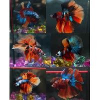 ราคา ปลากัดฮาฟมูล นีโม่กาแล็คซี่คละสีสันสวยงาม ชาย มีประกัน (16018258311)