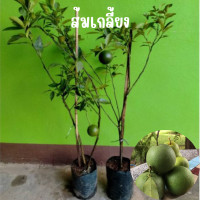 ราคา ส้มเกลี้ยง ส้มโบราณ เนื้อหวานฉ่ำ มีกลิ่นหอม นิยมทานสด ใช้ทำน้ำส้มคั้น ใช้นำไปแปรรูปอื่นๆ (21123700360)