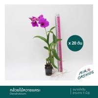 ราคา กล้วยไม้หวายแคระ ญาญ่า กระถาง 1 นิ้ว เซ็ตละ 6 และ 20 ต้น (24423375819)