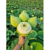 ราคา 20ต้น ดอก ต้น ไหล ไหลบัว ต้นบัว ดอกบัว บัวฉัตรบุตร บัวฉัตรบงกช บัวฉัตร สี ขาว แดง ชมพู บัวแดง บัวกินสาย (23891304919)