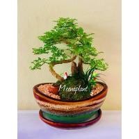 ราคา บอนไซมะสังดัดเจดีย์ กระถางเซรามิคเงินจีน ไม้มงคล ไม้ประดับ ตกแต่งบ้าน เสริมสิริมงคล (18493857562)