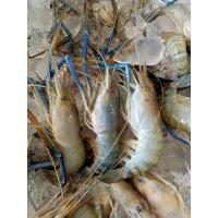 ราคา กุ้งหัวแก้วไซส์20 30ตัวต่อโล กุ้งแม่น้ำคัดหัวแก้วล้วนๆ 95 แบ่งขายแพ็คละ1กิโลกรัม เป็นกุ้งสดจากบ่อแล้วนำไปแช่แข็ง (24589346419)