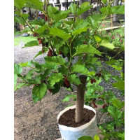ราคา ใบหม่อน มัลเบอรี่ ต้นแม่พันธุ์ มัลเบอรี่ ต้นหม่อน ลูกหม่อน (24266031872)