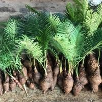 ราคา ต้นปรงชะเมา หน่อต้น ปรงชะเมา ขนาดจิ๋ว 20 25 เซนติเมตร ขนาดเล็ก หายาก ปรงเป็นไม้ประดับ Cycas chamaoensis (8668768705)
