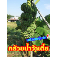 ราคา หน่อกล้วยน้ำว้าเตี้ย และยังแถมเซ็ทการปลูกให้อีกด้วย เครือสูงแค่คอ ขนาดเด็กยังเก็บถึง เนื้อแน่น หวาน อร่อย หน่อพร้อมปลูก (13841816272)