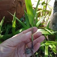 ราคา ต้นกล้า ปาล์มหางกระรอก ต้นปาล์ม 10ต้น150 เท่านั้น รากเเน่น เเข็งเเรง ขายต้นกล้า พร้อมปลูกปาล์มหางกระรอกต้นกล้า2ต้น39 บาท (11693998857)