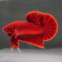 ราคา แถมฟรีอาหารปลา พ่อพันธุ์แท้ ปลาสวยงาม ปลากัดหางสั้น แฟนซี สีแดง เกรดส่งออก สีสดใส เกรดA สวยงาม มีประกันทุกตัว Halfmoon candy (16447227120)