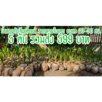 ราคา ราคารวมส่ง พันธุ์มะพร้าวน้ำหอมเตี้ย หน่อคู่ ในถุงดำพร้อมปลูก ลูกเดียวมี 2 หน่อ ลดเหลือ 299 บาท มะพร้าวแฝด2หน่อ ต้นไม้มงคล พันธุ์ไม้มงคล (1309442623)