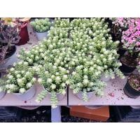 ราคา ต้นรวงข้าวด่าง แคคตัสไม้อวบน้ำ ต้นรวงขาวปลายขาว มาใหม่สวยมากๆส่งในกระถาง รวงข้าว Sedum Burrito Moran ไม้อวบน้ำ กุหลาบหิน cactus succulentหลากหลายสายพันธุ์ สินค้านำเข้า มีช่วงๆ กรณีกดสั่งเข้ามา ไม่ถาม 