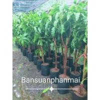 ราคา ต้นมะม่วง พันธุ์น้ำดอกไม้สีทอง ต้นทาบกิ่ง สูง 1 3 1 5 เมตร (24503185181)