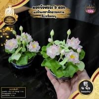 ราคา แจกันดอกบัวประดิษฐ์ ดอกบัวไหว้พระ ดอกบัวหลวง 9 ดอก สูง 4 นิ้ว ราคาต่อคู่นะคะ (15367617846)