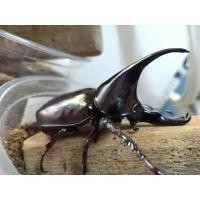 ราคา กว่างชน ด้วงกว่างสัตว์เลี้ยงขนาดเล็ก (24561013435)