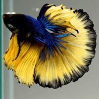 ราคา พ่อพันธุ์แท้ เกรดA ปลาสวยงาม ปลากัด ฮาฟมูน เกรดส่งออก สีสดใส (16764331606)