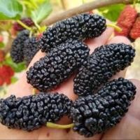 ราคา 1 ต้น ต้นมัลเบอร์รี่ หรือ ต้นหม่อน Mulberry ขนาดลำต้นสูง 50 60 ซม ปลูกต่อ 2 3 เดือนมีลูก สายพันธุ์ มัลเบอร์รี่ดำออสตุรกี Mulberry Black Turkish (24667743572)
