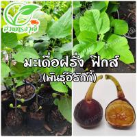 ราคา มะเดื่อฝรั่ง ฟิกส์ พันธุ์อิรักกี้ กิ่งตอนชำลงถุง แท้ (10397770346)