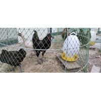 ราคา ราคาต่อ 6ฟอง ไข่เชื้อไก่ดำ สำหรับฟัก ใช้ตู้ฟักไข่ (9581031672)