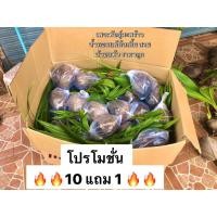 ราคา ขายดีอันดับ1 พันธุ์มะพร้าวน้ำหอมเตี้ยแท้ไซส์30 50ซม พร้อมปลูกจ้า 2 3ปีออกลูกเห็นผลเร็ว คุ้มสุดสุด ต้นไม้ ฟอก อากาศ กระถาง ต้นไม้ ไม้ ประดับ ต้นไม้ ปลูก ใน บ้าน (15679242012)