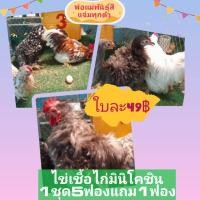 ราคา ไข่เชื้อไก่มินิโคชิน ไก่แฟนซี พ่อแม่พันธุ์ขนเรียบและขนกลับใบสีแจ่มๆชุด5ใบแถม1ใบระบุวันที่ไก่ไข่และพันธุ์บนไข่ทุกฟอง (17802183592)