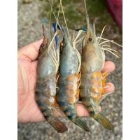 ราคา กุ้งแม่น้ำตัวผู้ กุ้งสดๆ แล้วนำไปแช่แข็ง ตัวใหญ่ๆเนื้อแน่นๆ ไซส์10 15ตัวต่อ1กิโลกรัม แบ่งขายแพ็คละ1กิโลกรัม (24589575636)