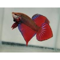 ราคา ปลากัดแก้มแดงเบญจรงค์ ซื้อ1 แถม1 สายกัด ตามภาพแน่นอน ปลากัดสีแดงหางใบโพ ปลากัดเกรดสวยงาม สวยแบบดุๆ ส่งด่วน สินค้าแนะนำ (24255342615)