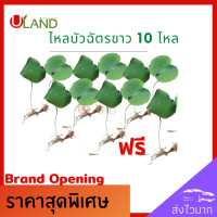 ราคา Uland ไหลบัวฉัตรขาว ชุด 10 ไหล แถม 1 ไหล ไหลบัว บัวฉัตรขาว หลดบัว บัวฉัตร บัวหลวง ดอกบัวขาว (8308979848)