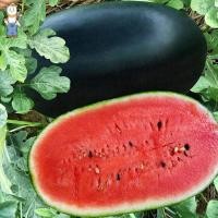 ราคา ปลูกง่าย เมล็ดพันธุ์ แตงโมดำ บรรจุ 10เมล็ด Giant Black Beauty Watermelon Seeds Fruit Seeds for Planting เมล็ดพันธุ์ให้ผลผลิตสูง (22607684096)