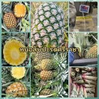 ราคา หน่อสับปะรดศรีราชาแท้30หน่อฟรี5หน่อถูกสุดในแอฟ (24798680937)