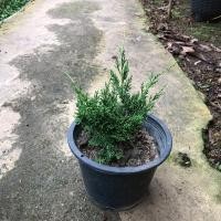 ราคา สนชิมปากุ สายพันธุ์คิชู กระถาง 8 นิ้ว สูงประมาณ15 20 ซ ม ทำบอนไซทรงสวยแข็งแรง (20683742409)