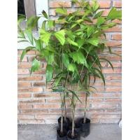 ราคา ต้นฟอกเทล ต้นปาล์มหางกระรอก เซต 5 ต้น ชุด Foxtail Palm 80 100 cm (11545771785)