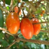 ราคา 1 ต้น ต้นพันธุ์ละมุด ทาบกิ่ง ปลูกได้ทั่วไทย Spodilla ลำต้นสูง 80 100 ซม สายพันธุ์ ละมุดสีดา (24709728423)