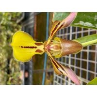 ราคา ลดราคา รองเท้านารีตริจินั่ม หรือ รองเท้านารีไทเกอร์ Paphiopedilum tigrinum 1 ต้น (13613030305)