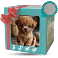 ราคา หุ่นยนต์สุนัขแบบตุ๊กตาขนสั้น หุ่นยนต์ควบคุมระยะไกลลูกสุนั ลูกสุนัขหุ่นยนต์ที่เหมือนจริง จำลอง หางกระพือ หุ่นยนต์สุนัขขนฟู MY REALISTIC ROBOT PUPPY (24816322684)