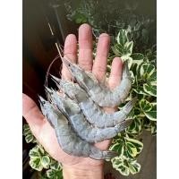 ราคา กุ้งขาวตัวใหญ่ๆ ไซส์25 30ตัวโล กุ้งสดๆแล้วนำมาแช่แข็ง ขายแพ็คละ 1กิโลกรัม (24589577184)