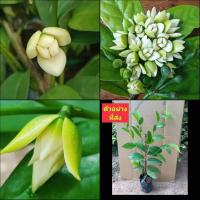 ราคา 1ต้น ต้น จำปูนใบใหญ่ ต้นจำปูนใบใหญ่ จำปูน ต้นจำปูน ใบใหญ่ ณัฐวดี (18441033070)