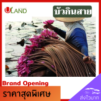 ราคา Uland บัวกินสาย บัวสาย ต้นเล็กและต้นใหญ่ สายบัว ปลูกง่าย ประโยชน์มากมาย (9223842244)